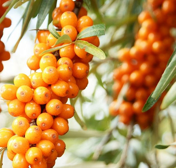 Облепиха 'Елизавета'